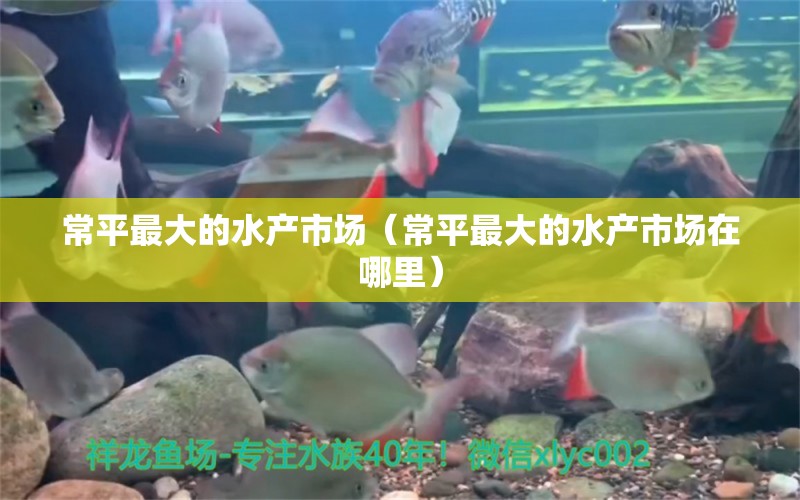 常平最大的水产市场（常平最大的水产市场在哪里） 广州龙鱼批发市场