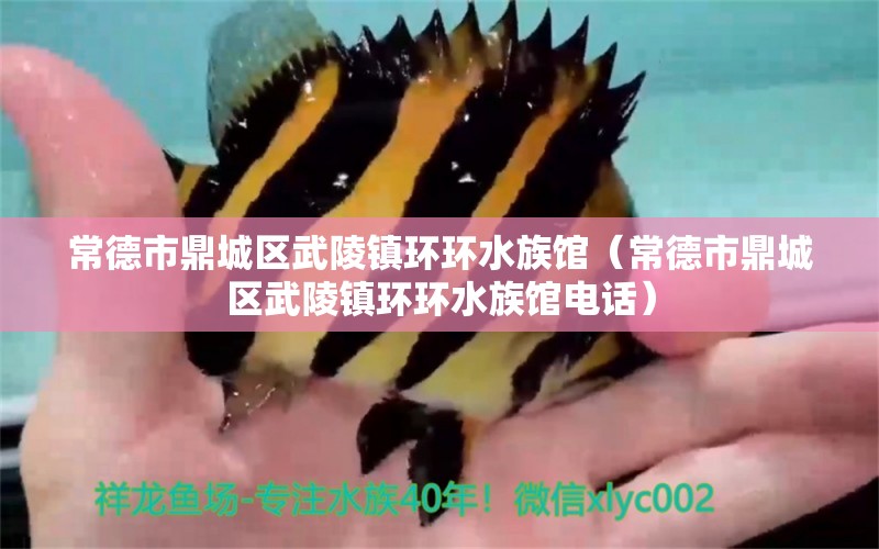 常德市鼎城区武陵镇环环水族馆（常德市鼎城区武陵镇环环水族馆电话）