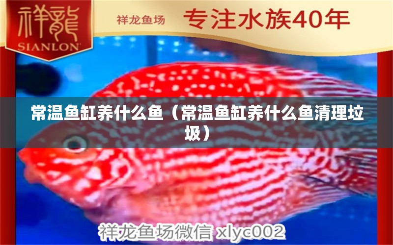 常温鱼缸养什么鱼（常温鱼缸养什么鱼清理垃圾） 祥龙水族医院