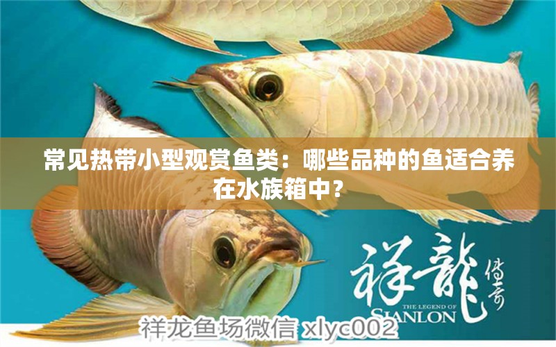 常见热带小型观赏鱼类：哪些品种的鱼适合养在水族箱中？ 水族馆百科（水族馆加盟） 第2张