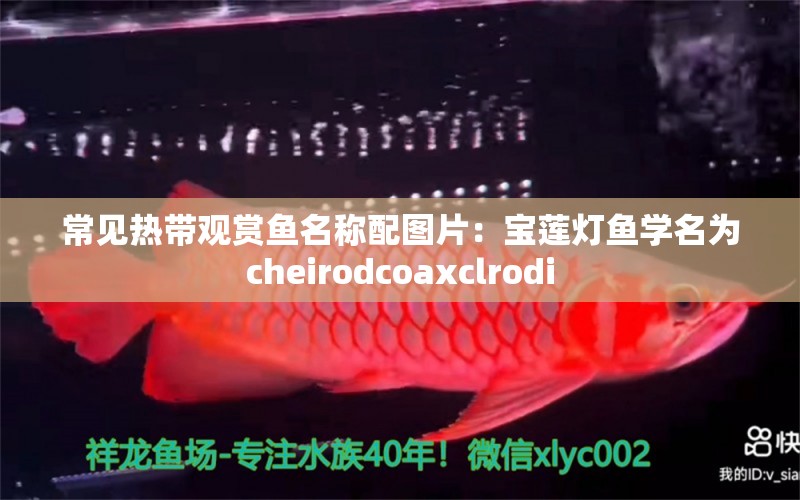 常见热带观赏鱼名称配图片：宝莲灯鱼学名为cheirodcoaxclrodi 水族馆百科（水族馆加盟） 第2张