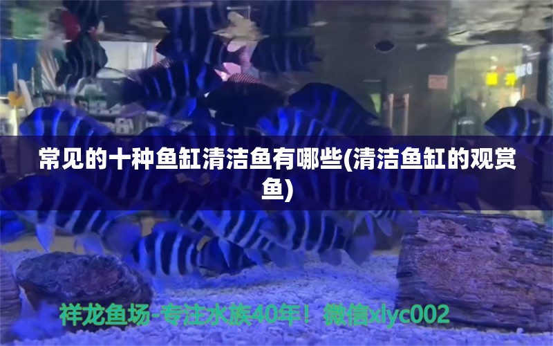 常见的十种鱼缸清洁鱼有哪些(清洁鱼缸的观赏鱼)