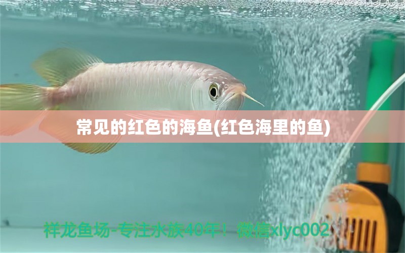 常见的红色的海鱼(红色海里的鱼) 赛级红龙鱼