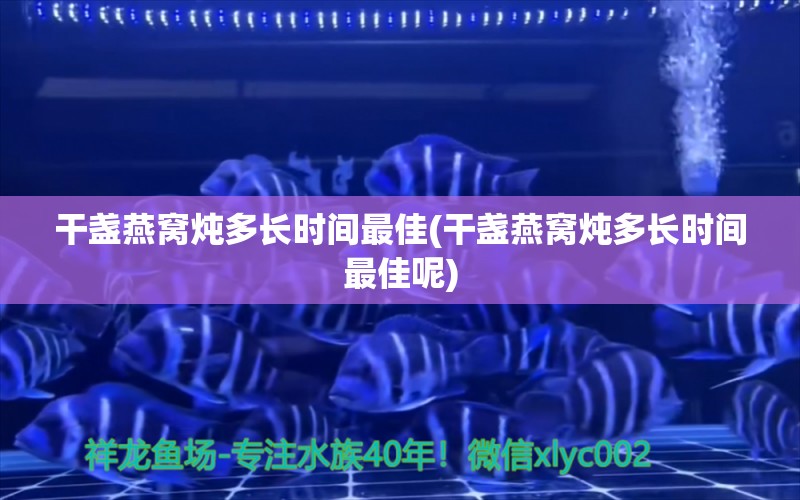 干盏燕窝炖多长时间最佳(干盏燕窝炖多长时间最佳呢) 马来西亚燕窝 第1张