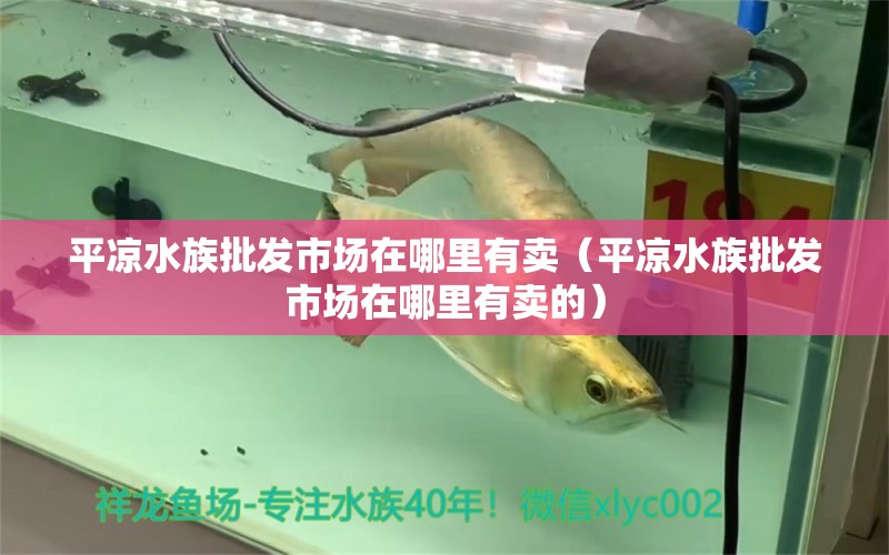 平凉水族批发市场在哪里有卖（平凉水族批发市场在哪里有卖的）