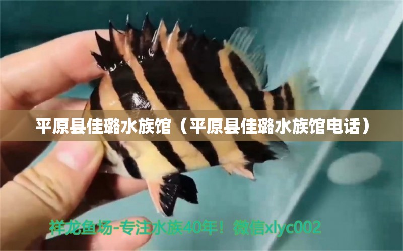 平原县佳璐水族馆（平原县佳璐水族馆电话） 全国水族馆企业名录