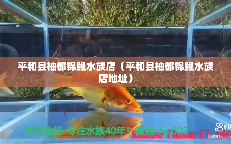 平和县柚都锦鲤水族店（平和县柚都锦鲤水族店地址）