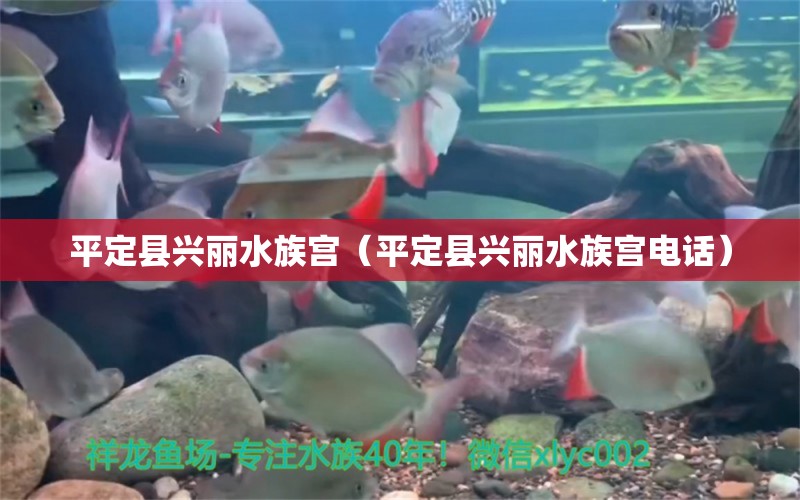 平定县兴丽水族宫（平定县兴丽水族宫电话） 全国水族馆企业名录