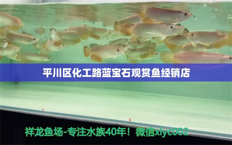 平川区化工路蓝宝石观赏鱼经销店 全国水族馆企业名录