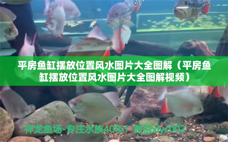 平房鱼缸摆放位置风水图片大全图解（平房鱼缸摆放位置风水图片大全图解视频） 鱼缸风水