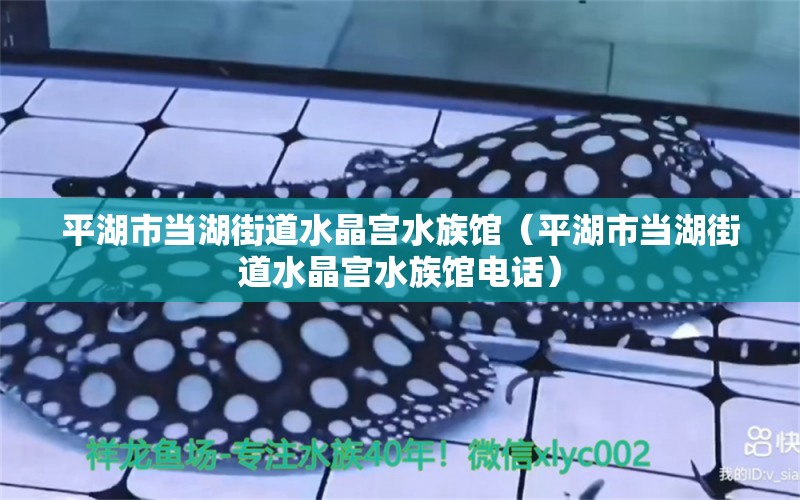 平湖市当湖街道水晶宫水族馆（平湖市当湖街道水晶宫水族馆电话） 全国水族馆企业名录