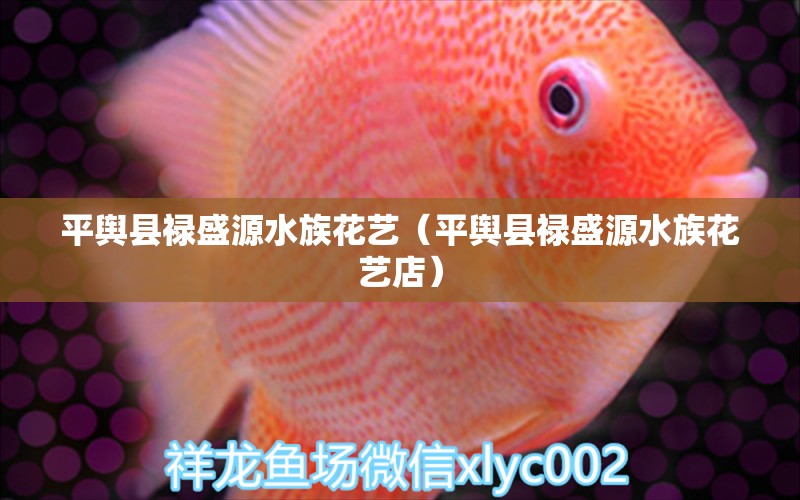 平舆县禄盛源水族花艺（平舆县禄盛源水族花艺店） 全国水族馆企业名录