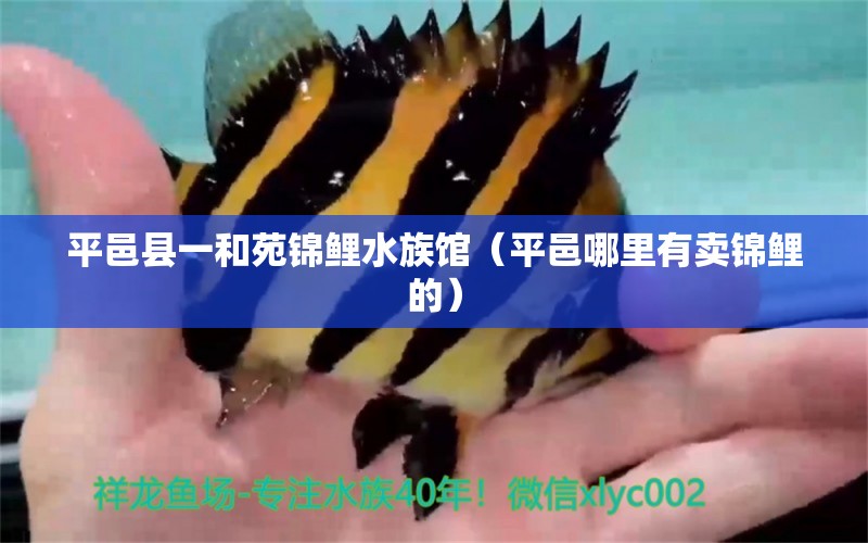 平邑县一和苑锦鲤水族馆（平邑哪里有卖锦鲤的） 全国水族馆企业名录