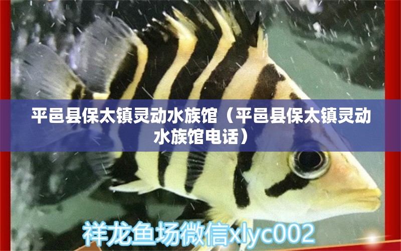 平邑县保太镇灵动水族馆（平邑县保太镇灵动水族馆电话）