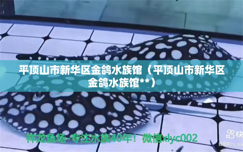 平顶山市新华区金鸽水族馆（平顶山市新华区金鸽水族馆**）