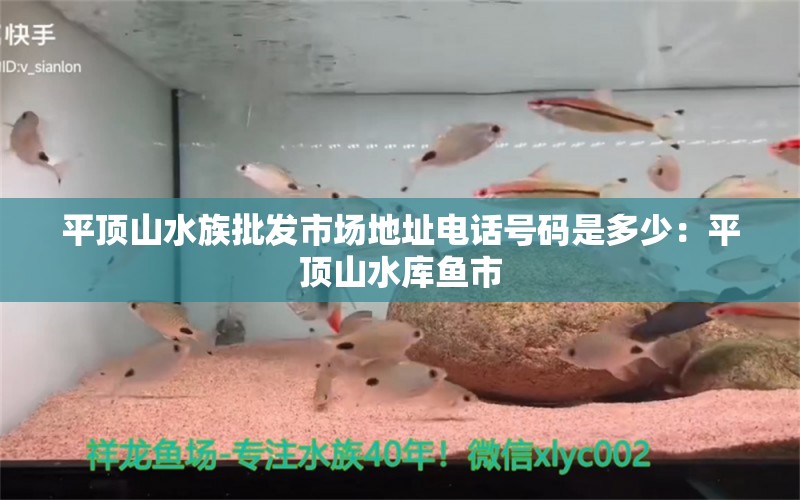 平顶山水族批发市场地址电话号码是多少：平顶山水库鱼市