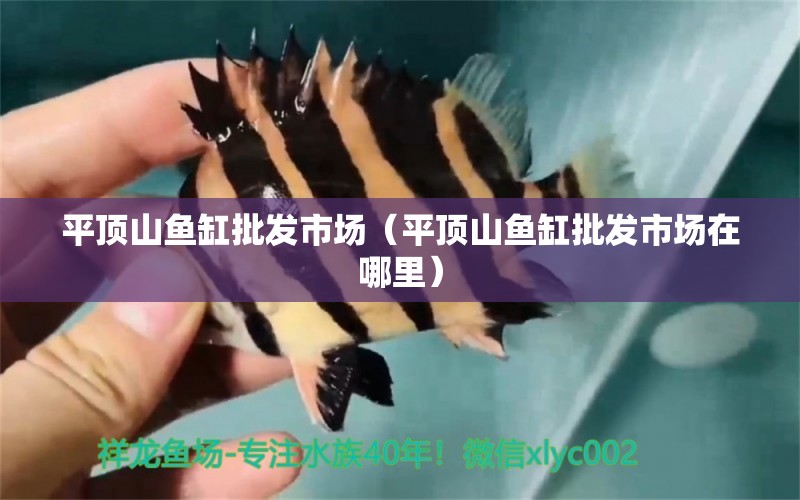 平顶山鱼缸批发市场（平顶山鱼缸批发市场在哪里） 观赏鱼水族批发市场