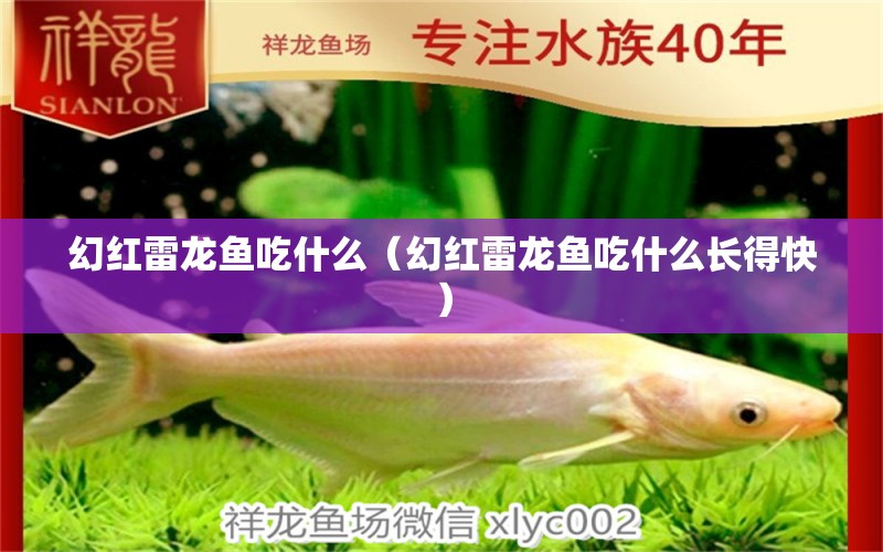 幻红雷龙鱼吃什么（幻红雷龙鱼吃什么长得快） 祥龙水族医院