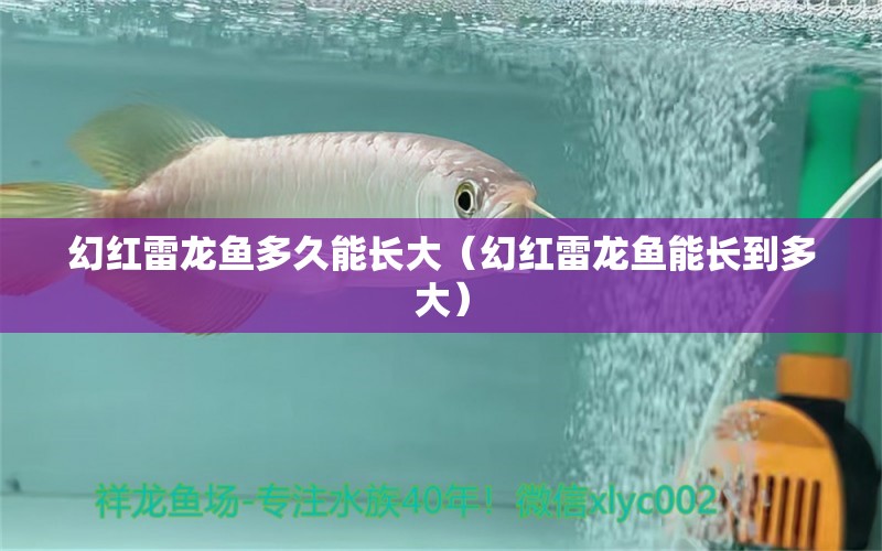 幻红雷龙鱼多久能长大（幻红雷龙鱼能长到多大） 祥龙水族医院