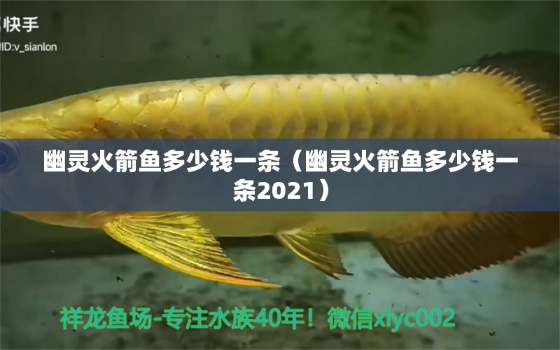 幽灵火箭鱼多少钱一条（幽灵火箭鱼多少钱一条2021） 战车红龙鱼