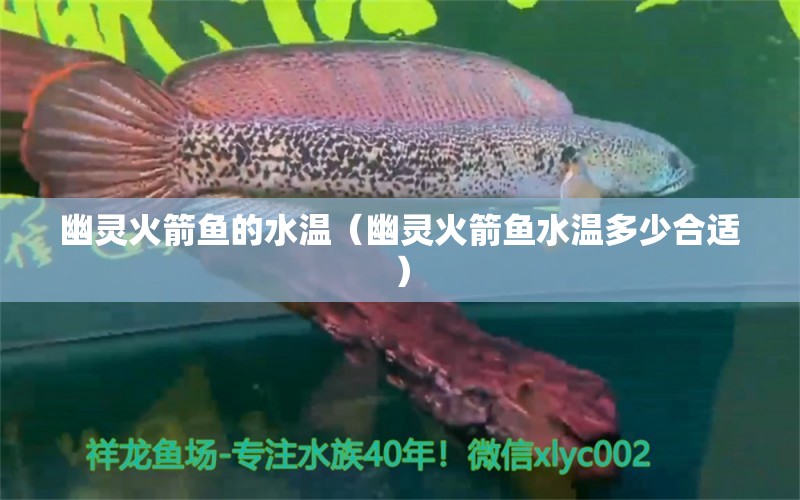 幽灵火箭鱼的水温（幽灵火箭鱼水温多少合适） 黄金鸭嘴鱼