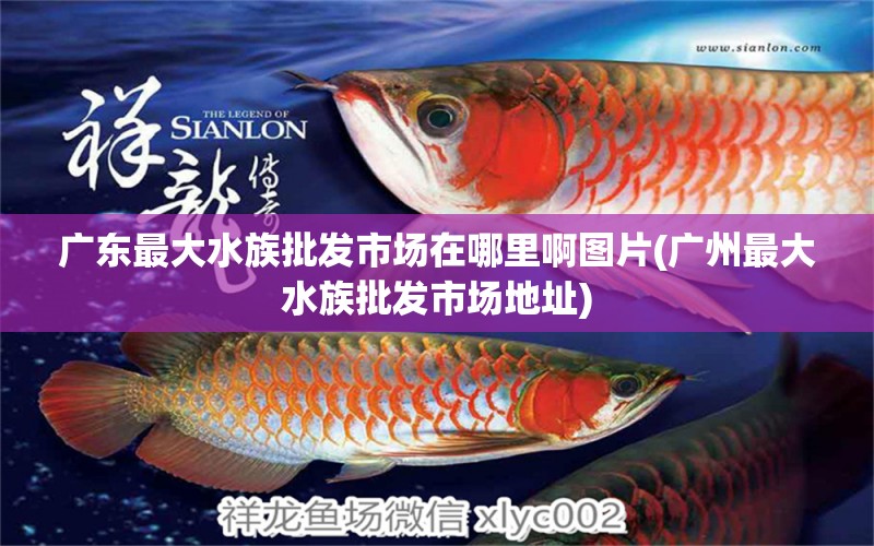 广东最大水族批发市场在哪里啊图片(广州最大水族批发市场地址)