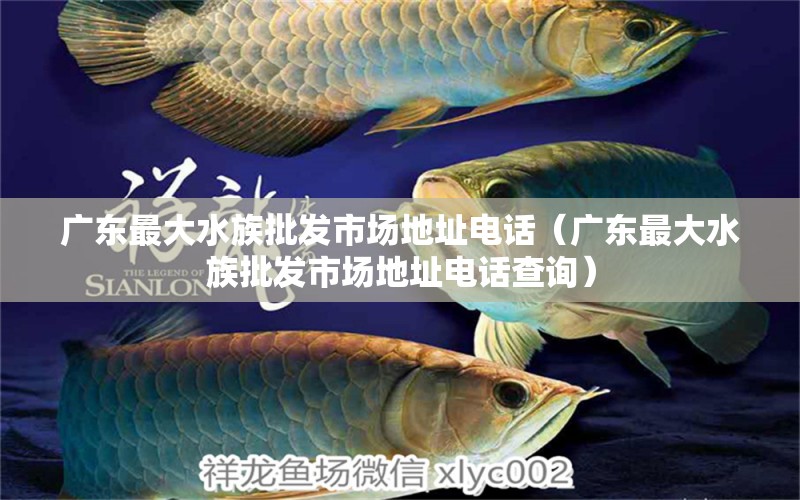 广东最大水族批发市场地址电话（广东最大水族批发市场地址电话查询）