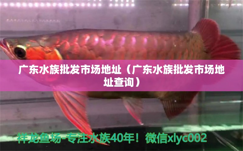 广东水族批发市场地址（广东水族批发市场地址查询） 观赏鱼水族批发市场