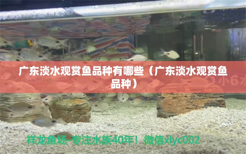 广东淡水观赏鱼品种有哪些（广东淡水观赏鱼品种）