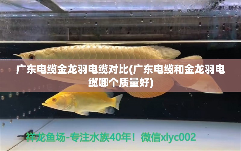 广东电缆金龙羽电缆对比(广东电缆和金龙羽电缆哪个质量好)