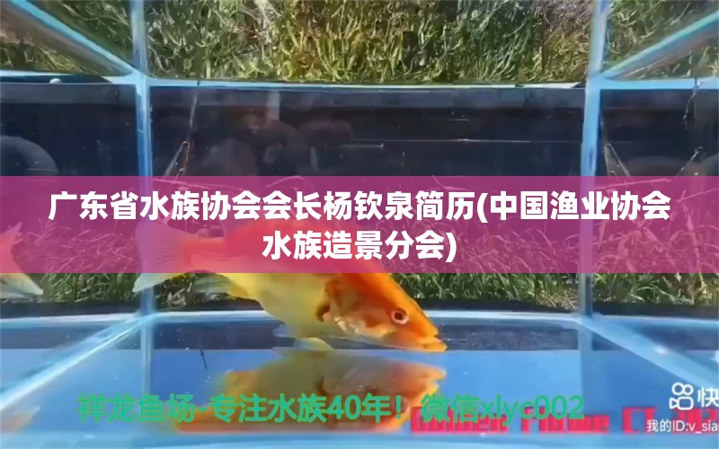 广东省水族协会会长杨钦泉简历(中国渔业协会水族造景分会) 申古银版鱼