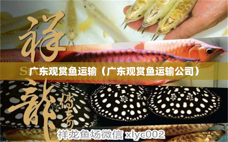 广东观赏鱼运输（广东观赏鱼运输公司） 祥龙水族医院