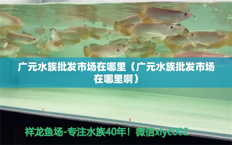 广元水族批发市场在哪里（广元水族批发市场在哪里啊） 观赏鱼水族批发市场