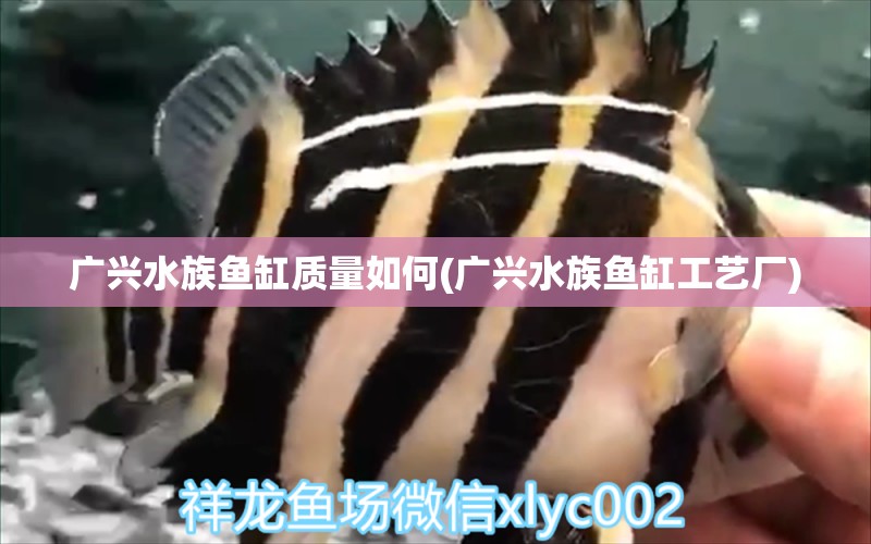 广兴水族鱼缸质量如何(广兴水族鱼缸工艺厂) 帝王血钻鱼