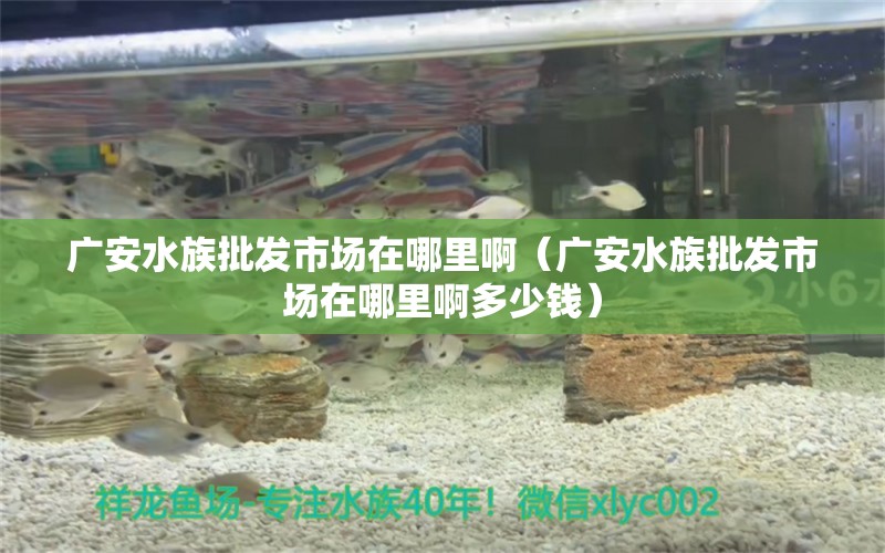 广安水族批发市场在哪里啊（广安水族批发市场在哪里啊多少钱）