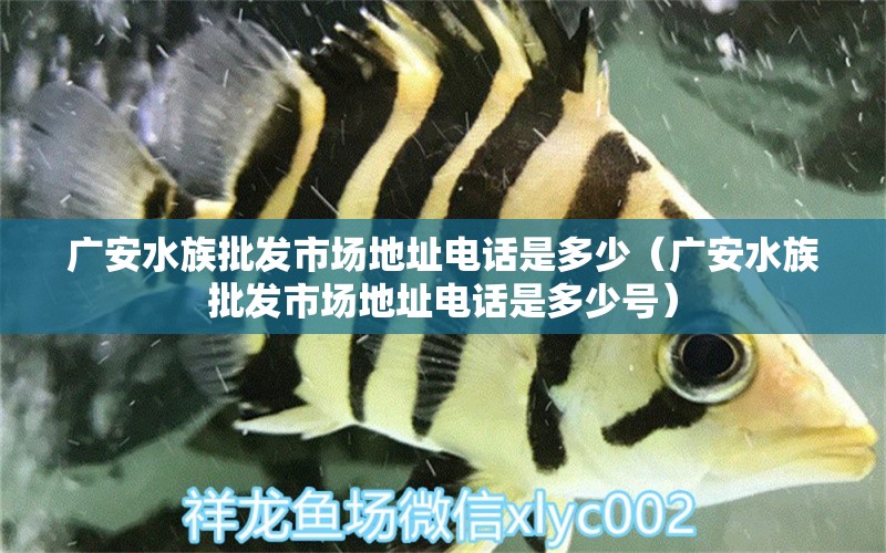 广安水族批发市场地址电话是多少（广安水族批发市场地址电话是多少号） 观赏鱼水族批发市场