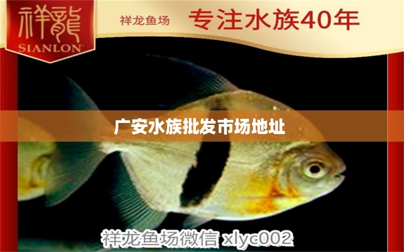 广安水族批发市场地址  观赏鱼水族批发市场