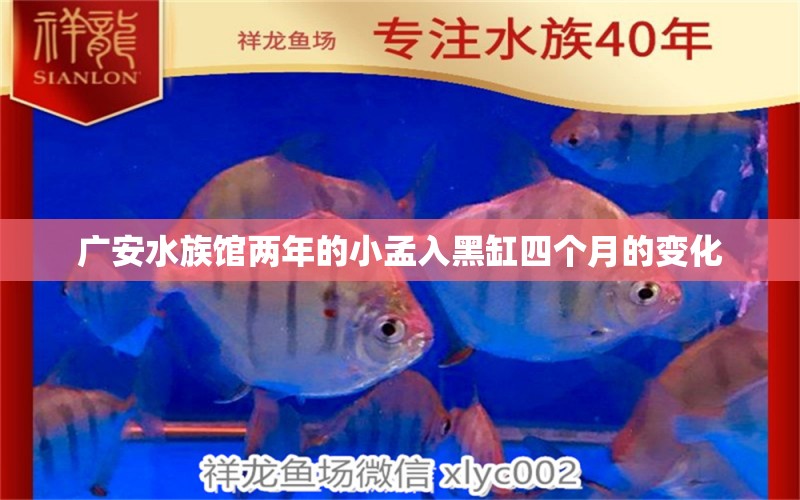 广安水族馆两年的小孟入黑缸四个月的变化