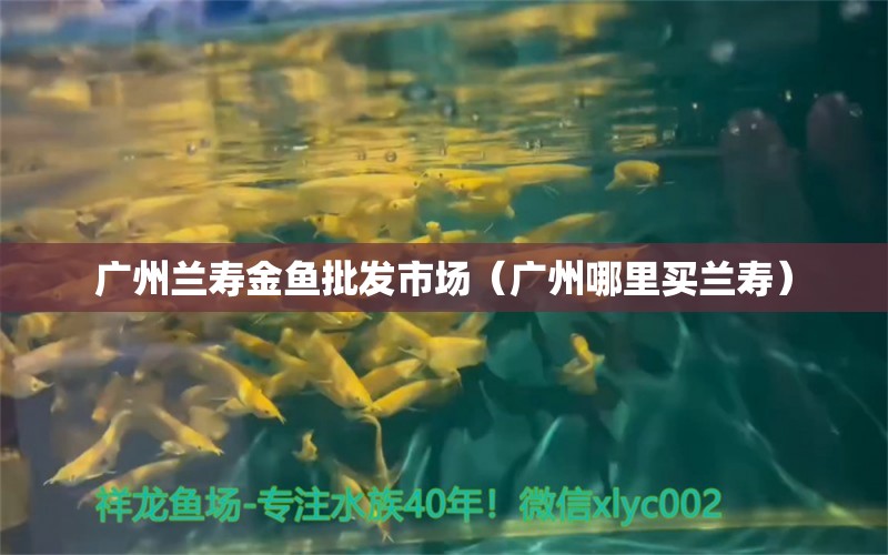 广州兰寿金鱼批发市场（广州哪里买兰寿） 广州水族批发市场