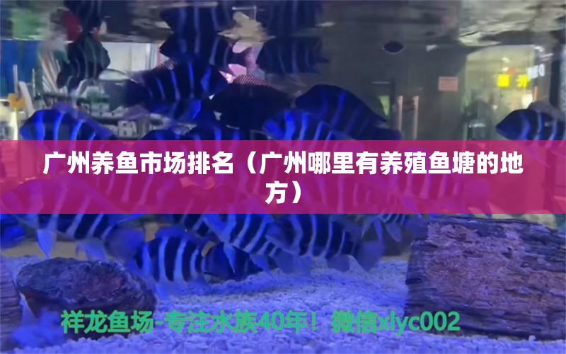 广州养鱼市场排名（广州哪里有养殖鱼塘的地方） 观赏鱼