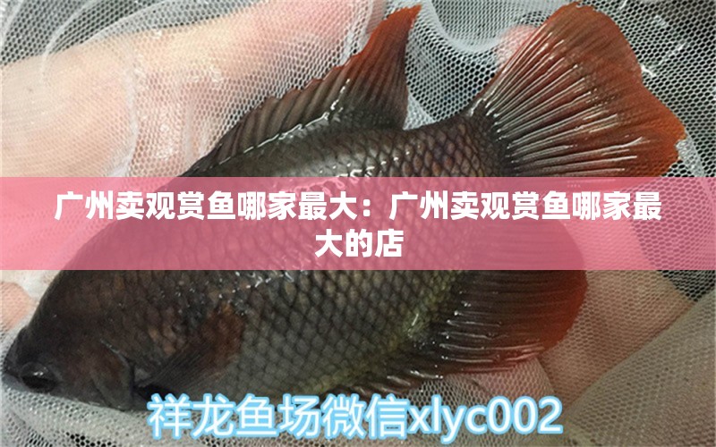 广州卖观赏鱼哪家最大：广州卖观赏鱼哪家最大的店 祥龙鱼场品牌产品 第1张