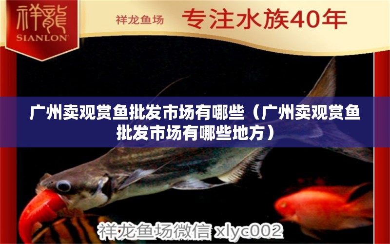 广州卖观赏鱼批发市场有哪些（广州卖观赏鱼批发市场有哪些地方） 观赏鱼批发