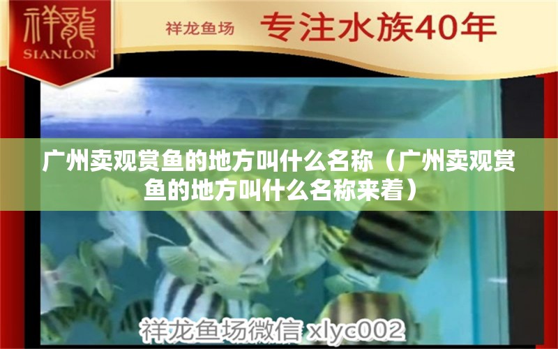 广州卖观赏鱼的地方叫什么名称（广州卖观赏鱼的地方叫什么名称来着）