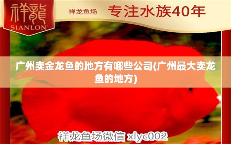 广州卖金龙鱼的地方有哪些公司(广州最大卖龙鱼的地方) 黄金梦幻雷龙鱼 第1张