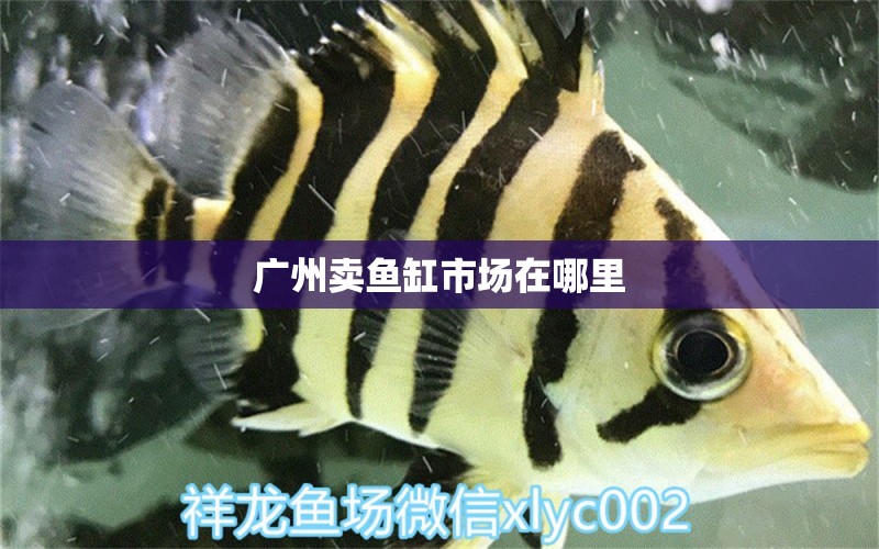 广州卖鱼缸市场在哪里 养鱼知识