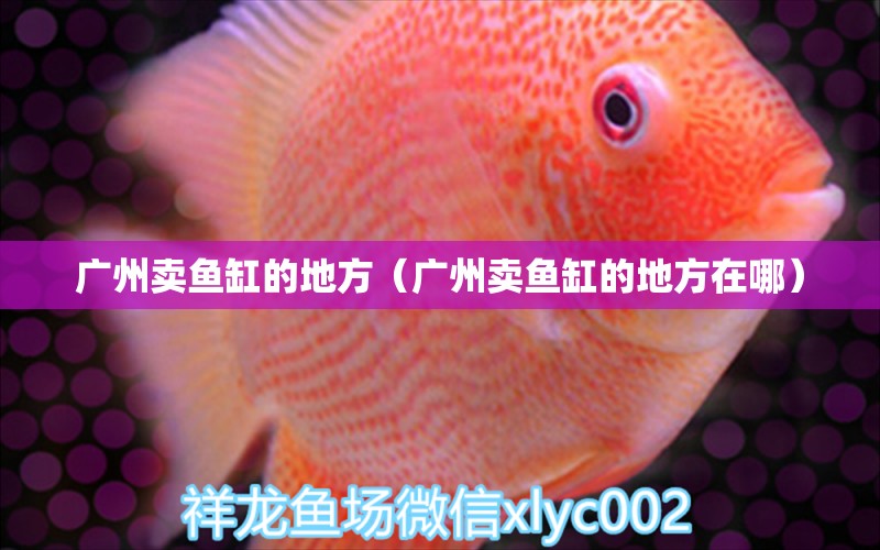 广州卖鱼缸的地方（广州卖鱼缸的地方在哪） 广州水族批发市场