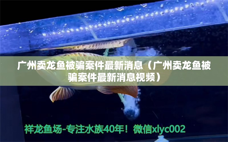 广州卖龙鱼被骗案件最新消息（广州卖龙鱼被骗案件最新消息视频）