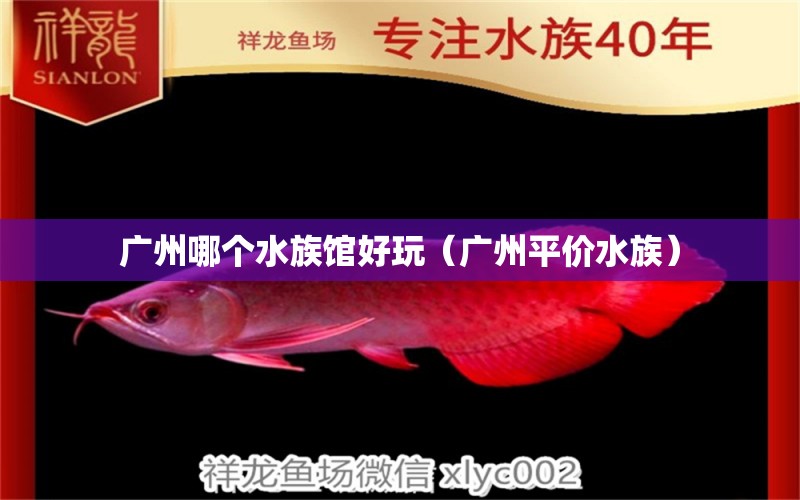 广州哪个水族馆好玩（广州平价水族） 观赏鱼