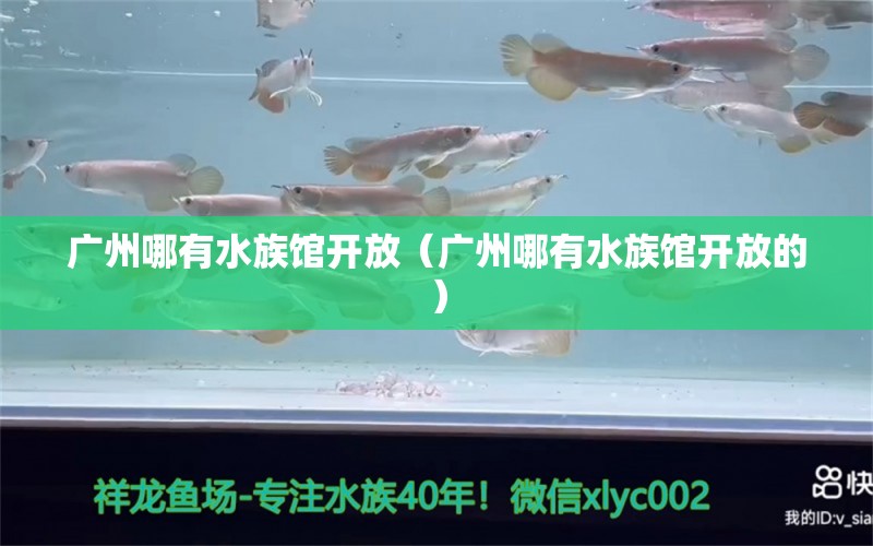 广州哪有水族馆开放（广州哪有水族馆开放的）