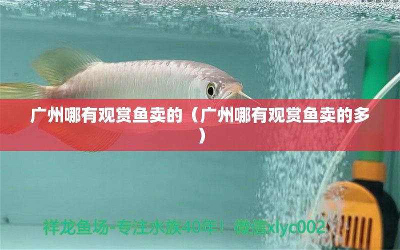 广州哪有观赏鱼卖的（广州哪有观赏鱼卖的多） 广州水族批发市场